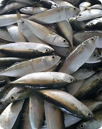 Mackerel